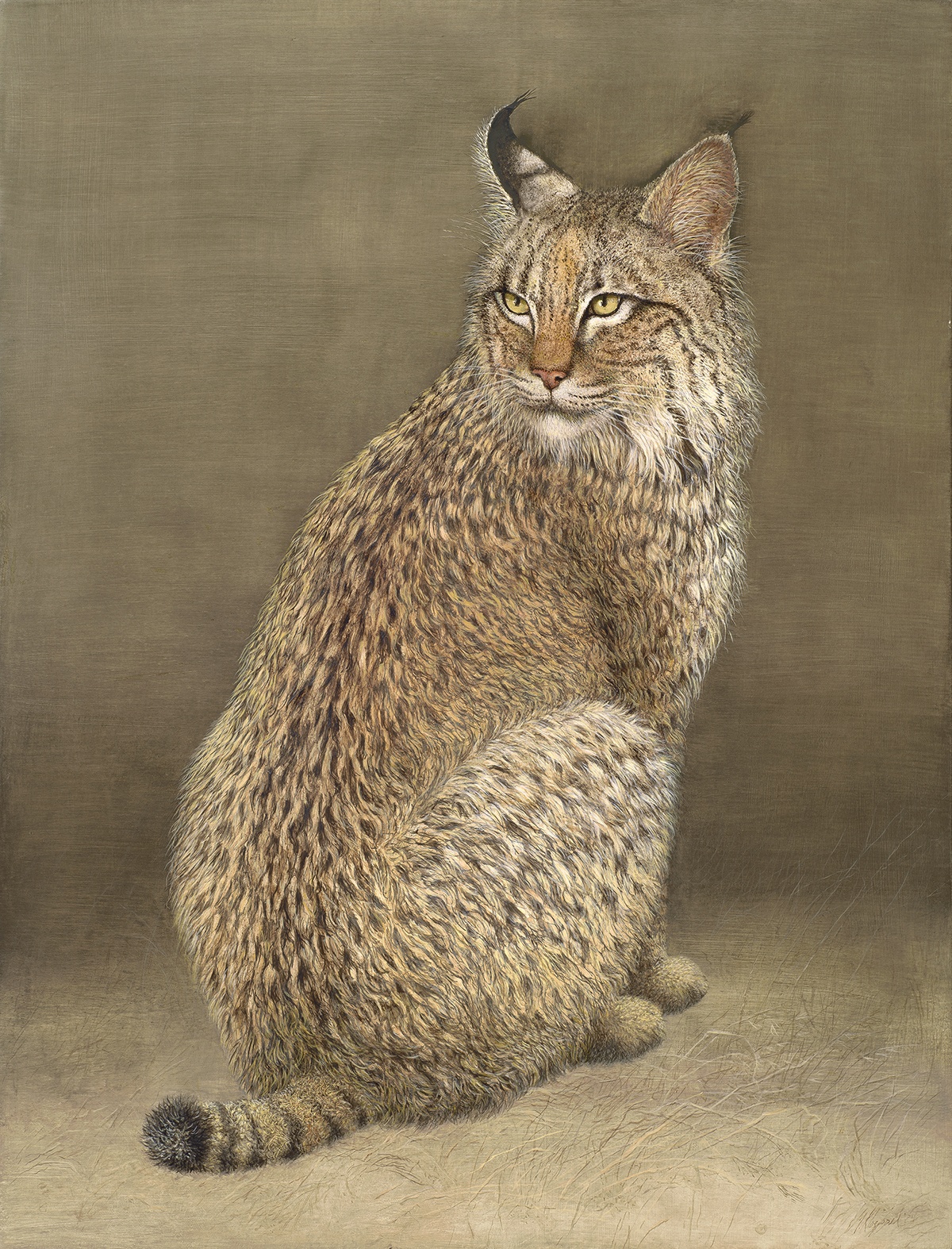 Bobcat by Mari Kloeppel