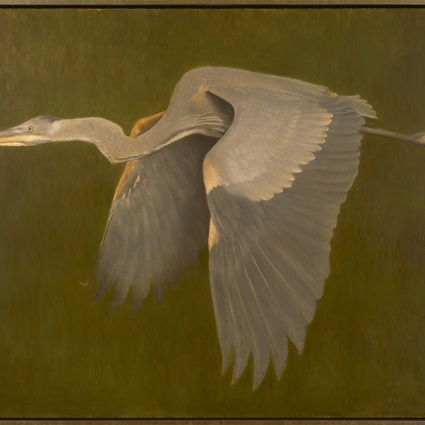 Great Blue Heron, 2023 to 2026 by Jonathan Koch