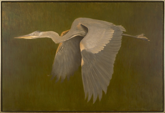 Great Blue Heron, 2023 to 2026 by Jonathan Koch